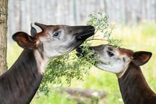 Okapi