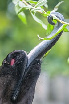 Okapi