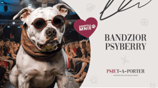 <p>7-letni Bandzior pomimo chirurgicznego usunięcia guza na łapce, czuje się świetnie i poleca do adopcji! W końcu jest jak dobry vintage - wraca ze zdwojoną siłą! Choć nie przepada za innymi psami, jest bardzo miły w stosunku do ludzi i stworzy z tobą niejedną perfekcyjną kolekcję!</p>