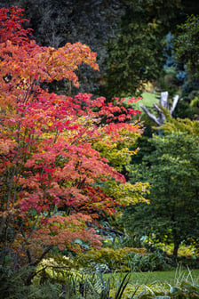 Jesień w Arboretum Wojsławice