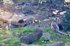 Młode pantery śnieżne z wrocławskiego zoo (w czerwcu, w sierpniu i październiku)