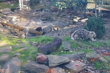 Młode pantery śnieżne z wrocławskiego zoo (w czerwcu, w sierpniu i październiku)