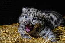 Młode pantery śnieżne z wrocławskiego zoo (w czerwcu, w sierpniu i październiku)