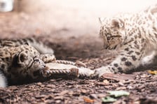 Młode pantery śnieżne z wrocławskiego zoo (w czerwcu, w sierpniu i październiku)