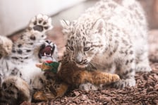 Młode pantery śnieżne z wrocławskiego zoo (w czerwcu, w sierpniu i październiku)