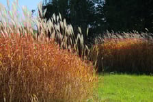 Arboretum Leśne