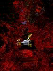 Nocne iluminacje w Ogrodzie Botanicznym