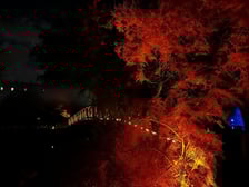 Nocne iluminacje w Ogrodzie Botanicznym