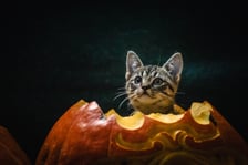 Psy i koty do adopcji z wrocławskiego schroniska w halloweenowej odsłonie