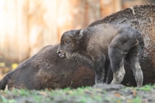 Młode żubry we wrocławskim zoo można już oglądać na wybiegu
