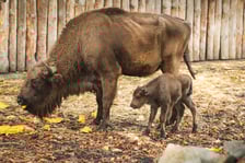 Młode żubry we wrocławskim zoo można już oglądać na wybiegu