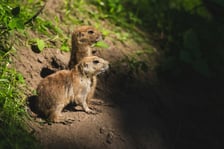 Nieświszczuki, czyli pieski preriowe - nowy gatunek we wrocławskim zoo