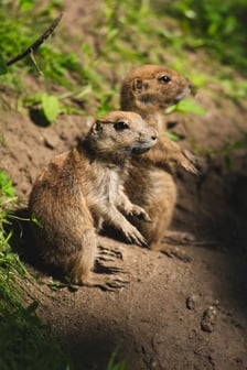 Nieświszczuki, czyli pieski preriowe - nowy gatunek we wrocławskim zoo
