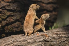 Nieświszczuki, czyli pieski preriowe - nowy gatunek we wrocławskim zoo