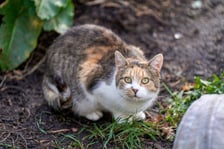 <p>Lisa ma ok. 4 lat. Do schroniska oddał ją właściciel, gdyż przeprowadził się z domu do miasta i Lisa nie zniosła ponoć nowych warunk&oacute;w. Kotka wcześniej była wychodząca, a w momencie zamknięcia w mieszkaniu zaczęła się denerwować i smucić.</p>