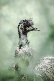 <p>Emu</p>