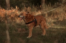<p>Rudi</p>