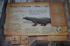 Flores, samica warana z Komodo