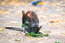 <p>Kangur rdzawoszyi, walabia Bennetta także przyszedł na świat w Zoo Wrocław w 2023 roku. To gatunek ssaka z podrodziny kangur&oacute;w w obrębie rodziny kangurowatych. Ssak roślinożerny żyjący samotnie lub tworzący stada. Młode wielkości orzecha wędruje po porodzie do torby lęgowej matki, gdzie rozwija się jeszcze przez osiem miesięcy.</p>
<p>Kangury rdzawoszyje występują na terenach przybrzeżnych wschodniej Australii i Tasmanii. Są aktywne nocą, nad ranem lub p&oacute;źnym popołudniem. Żywią się gł&oacute;wnie liśćmi i trawą. Są poławiane dla mięsa i futra, a w pobliżu farm hodowlanych są tępione jako szkodniki.</p>
<p>&nbsp;</p>