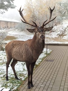 Oswojony Jeleń Bartek ze Szklarskiej Poręby