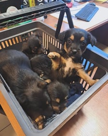 5 szczeniaków, które do schroniska trafiły jako znalezione. W miocie są 4 pieski i suczka. Zdaniem opiekunów w schronisku nie będą duże - mogą ważyć do ok. 10 kg. Maluchy są urocze. Są to kundelki, bardzo miłe i pragnące kontaktu z człowiekiem. Uwielbiają się tulić i być blisko opiekuna :) Trafiły do schroniska jako znalezione.
