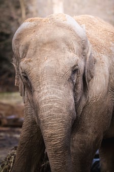 <p>Jedna ze słonic z wrocławskiego zoo.</p>