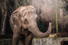 <p>Jedna ze słonic z wrocławskiego zoo</p>