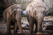 Toto (to ta mniejsza) i Birma - słonice indyjskie z wrocławskiego zoo