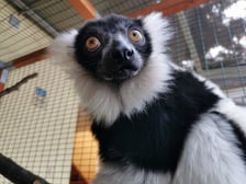 <p>Babcia Tammy - lemur wari</p>