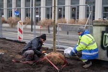 Sadzenie pierwszych drzew na placu Nowy Targ