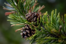 Ogród Botaniczny zimą