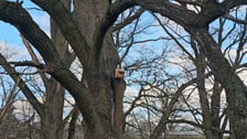 Budki lęgowe dla ptaków montowane we wrocławskich parkach