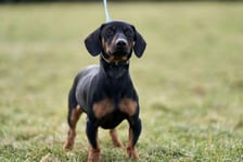 <p>Nieco ponad roczny jamniczek Jakub poleca się do adopcji. Do schroniska oddał go właściciel. Powodem były trudności życiowe opiekuna. Jakub ma mocny charakter :) Nie wszystko mu się podoba i trzeba się z nim najpierw zaprzyjaźnić. W mieszkaniu zachowuje czystość, ale potrafi zniszczyć przedmioty. Lubi suczki, koty goni. Jest inteligentny i szalenie bystry. Nr ew. 50/24<!-- [if gte mso 9]><xml> <w:WordDocument>  <w:View>Normal</w:View>  <w:Zoom>0</w:Zoom>  <w:TrackMoves/>  <w:TrackFormatting/>  <w:HyphenationZone>21</w:HyphenationZone>  <w:PunctuationKerning/>  <w:ValidateAgainstSchemas/>  <w:SaveIfXMLInvalid>false</w:SaveIfXMLInvalid>  <w:IgnoreMixedContent>false</w:IgnoreMixedContent>  <w:AlwaysShowPlaceholderText>false</w:AlwaysShowPlaceholderText>  <w:DoNotPromoteQF/>  <w:LidThemeOther>PL</w:LidThemeOther>  <w:LidThemeAsian>X-NONE</w:LidThemeAsian>  <w:LidThemeComplexScript>X-NONE</w:LidThemeComplexScript>  <w:Compatibility>   <w:BreakWrappedTables/>   <w:SnapToGridInCell/>   <w:WrapTextWithPunct/>   <w:UseAsianBreakRules/>   <w:DontGrowAutofit/>   <w:SplitPgBreakAndParaMark/>   <w:EnableOpenTypeKerning/>   <w:DontFlipMirrorIndents/>   <w:OverrideTableStyleHps/>   <w:UseFELayout/>  </w:Compatibility>  <w:DoNotOptimizeForBrowser/>  <m:mathPr>   <m:mathFont m:val="Cambria Math"/>   <m:brkBin m:val="before"/>   <m:brkBinSub m:val="&#45;-"/>   <m:smallFrac m:val="off"/>   <m:dispDef/>   <m:lMargin m:val="0"/>   <m:rMargin m:val="0"/>   <m:defJc m:val="centerGroup"/>   <m:wrapIndent m:val="1440"/>   <m:intLim m:val="subSup"/>   <m:naryLim m:val="undOvr"/>  </m:mathPr></w:WordDocument></xml><![endif]--><!-- [if gte mso 9]><xml> <w:LatentStyles DefLockedState="false" DefUnhideWhenUsed="false"  DefSemiHidden="false" DefQFormat="false" DefPriority="99"  LatentStyleCount="376">  <w:LsdException Locked="false" Priority="0" QFormat="true" Name="Normal"/>  <w:LsdException Locked="false" Priority="9" QFormat="true" Name="heading 1"/>  <w:LsdException Locked="false" Priority="9" SemiHidden="true"   UnhideWhenUsed="true" QFormat="true" Name="heading 2"/>  <w:LsdException Locked="false" Priority="9" SemiHidden="true"   UnhideWhenUsed="true" QFormat="true" Name="heading 3"/>  <w:LsdException Locked="false" Priority="9" SemiHidden="true"   UnhideWhenUsed="true" QFormat="true" Name="heading 4"/>  <w:LsdException Locked="false" Priority="9" SemiHidden="true"   UnhideWhenUsed="true" QFormat="true" Name="heading 5"/>  <w:LsdException Locked="false" Priority="9" SemiHidden="true"   UnhideWhenUsed="true" QFormat="true" Name="heading 6"/>  <w:LsdException Locked="false" Priority="9" SemiHidden="true"   UnhideWhenUsed="true" QFormat="true" Name="heading 7"/>  <w:LsdException Locked="false" Priority="9" SemiHidden="true"   UnhideWhenUsed="true" QFormat="true" Name="heading 8"/>  <w:LsdException Locked="false" Priority="9" SemiHidden="true"   UnhideWhenUsed="true" QFormat="true" Name="heading 9"/>  <w:LsdException Locked="false" SemiHidden="true" UnhideWhenUsed="true"   Name="index 1"/>  <w:LsdException Locked="false" SemiHidden="true" UnhideWhenUsed="true"   Name="index 2"/>  <w:LsdException Locked="false" SemiHidden="true" UnhideWhenUsed="true"   Name="index 3"/>  <w:LsdException Locked="false" SemiHidden="true" UnhideWhenUsed="true"   Name="index 4"/>  <w:LsdException Locked="false" SemiHidden="true" UnhideWhenUsed="true"   Name="index 5"/>  <w:LsdException Locked="false" SemiHidden="true" UnhideWhenUsed="true"   Name="index 6"/>  <w:LsdException Locked="false" SemiHidden="true" UnhideWhenUsed="true"   Name="index 7"/>  <w:LsdException Locked="false" SemiHidden="true" UnhideWhenUsed="true"   Name="index 8"/>  <w:LsdException Locked="false" SemiHidden="true" UnhideWhenUsed="true"   Name="index 9"/>  <w:LsdException Locked="false" Priority="39" SemiHidden="true"   UnhideWhenUsed="true" Name="toc 1"/>  <w:LsdException Locked="false" Priority="39" SemiHidden="true"   UnhideWhenUsed="true" Name="toc 2"/>  <w:LsdException Locked="false" Priority="39" SemiHidden="true"   UnhideWhenUsed="true" Name="toc 3"/>  <w:LsdException Locked="false" Priority="39" SemiHidden="true"   UnhideWhenUsed="true" Name="toc 4"/>  <w:LsdException Locked="false" Priority="39" SemiHidden="true"   UnhideWhenUsed="true" Name="toc 5"/>  <w:LsdException Locked="false" Priority="39" SemiHidden="true"   UnhideWhenUsed="true" Name="toc 6"/>  <w:LsdException Locked="false" Priority="39" SemiHidden="true"   UnhideWhenUsed="true" Name="toc 7"/>  <w:LsdException Locked="false" Priority="39" SemiHidden="true"   UnhideWhenUsed="true" Name="toc 8"/>  <w:LsdException Locked="false" Priority="39" SemiHidden="true"   UnhideWhenUsed="true" Name="toc 9"/>  <w:LsdException Locked="false" SemiHidden="true" UnhideWhenUsed="true"   Name="Normal Indent"/>  <w:LsdException Locked="false" SemiHidden="true" UnhideWhenUsed="true"   Name="footnote text"/>  <w:LsdException Locked="false" SemiHidden="true" UnhideWhenUsed="true"   Name="annotation text"/>  <w:LsdException Locked="false" SemiHidden="true" UnhideWhenUsed="true"   Name="header"/>  <w:LsdException Locked="false" SemiHidden="true" UnhideWhenUsed="true"   Name="footer"/>  <w:LsdException Locked="false" SemiHidden="true" UnhideWhenUsed="true"   Name="index heading"/>  <w:LsdException Locked="false" Priority="35" SemiHidden="true"   UnhideWhenUsed="true" QFormat="true" Name="caption"/>  <w:LsdException Locked="false" SemiHidden="true" UnhideWhenUsed="true"   Name="table of figures"/>  <w:LsdException Locked="false" SemiHidden="true" UnhideWhenUsed="true"   Name="envelope address"/>  <w:LsdException Locked="false" SemiHidden="true" UnhideWhenUsed="true"   Name="envelope return"/>  <w:LsdException Locked="false" SemiHidden="true" UnhideWhenUsed="true"   Name="footnote reference"/>  <w:LsdException Locked="false" SemiHidden="true" UnhideWhenUsed="true"   Name="annotation reference"/>  <w:LsdException Locked="false" SemiHidden="true" UnhideWhenUsed="true"   Name="line number"/>  <w:LsdException Locked="false" SemiHidden="true" UnhideWhenUsed="true"   Name="page number"/>  <w:LsdException Locked="false" SemiHidden="true" UnhideWhenUsed="true"   Name="endnote reference"/>  <w:LsdException Locked="false" SemiHidden="true" UnhideWhenUsed="true"   Name="endnote text"/>  <w:LsdException Locked="false" SemiHidden="true" UnhideWhenUsed="true"   Name="table of authorities"/>  <w:LsdException Locked="false" SemiHidden="true" UnhideWhenUsed="true"   Name="macro"/>  <w:LsdException Locked="false" SemiHidden="true" UnhideWhenUsed="true"   Name="toa heading"/>  <w:LsdException Locked="false" SemiHidden="true" UnhideWhenUsed="true"   Name="List"/>  <w:LsdException Locked="false" SemiHidden="true" UnhideWhenUsed="true"   Name="List Bullet"/>  <w:LsdException Locked="false" SemiHidden="true" UnhideWhenUsed="true"   Name="List Number"/>  <w:LsdException Locked="false" SemiHidden="true" UnhideWhenUsed="true"   Name="List 2"/>  <w:LsdException Locked="false" SemiHidden="true" UnhideWhenUsed="true"   Name="List 3"/>  <w:LsdException Locked="false" SemiHidden="true" UnhideWhenUsed="true"   Name="List 4"/>  <w:LsdException Locked="false" SemiHidden="true" UnhideWhenUsed="true"   Name="List 5"/>  <w:LsdException Locked="false" SemiHidden="true" UnhideWhenUsed="true"   Name="List Bullet 2"/>  <w:LsdException Locked="false" SemiHidden="true" UnhideWhenUsed="true"   Name="List Bullet 3"/>  <w:LsdException Locked="false" SemiHidden="true" UnhideWhenUsed="true"   Name="List Bullet 4"/>  <w:LsdException Locked="false" SemiHidden="true" UnhideWhenUsed="true"   Name="List Bullet 5"/>  <w:LsdException Locked="false" SemiHidden="true" UnhideWhenUsed="true"   Name="List Number 2"/>  <w:LsdException Locked="false" SemiHidden="true" UnhideWhenUsed="true"   Name="List Number 3"/>  <w:LsdException Locked="false" SemiHidden="true" UnhideWhenUsed="true"   Name="List Number 4"/>  <w:LsdException Locked="false" SemiHidden="true" UnhideWhenUsed="true"   Name="List Number 5"/>  <w:LsdException Locked="false" Priority="10" QFormat="true" Name="Title"/>  <w:LsdException Locked="false" SemiHidden="true" UnhideWhenUsed="true"   Name="Closing"/>  <w:LsdException Locked="false" SemiHidden="true" UnhideWhenUsed="true"   Name="Signature"/>  <w:LsdException Locked="false" Priority="1" SemiHidden="true"   UnhideWhenUsed="true" Name="Default Paragraph Font"/>  <w:LsdException Locked="false" SemiHidden="true" UnhideWhenUsed="true"   Name="Body Text"/>  <w:LsdException Locked="false" SemiHidden="true" UnhideWhenUsed="true"   Name="Body Text Indent"/>  <w:LsdException Locked="false" SemiHidden="true" UnhideWhenUsed="true"   Name="List Continue"/>  <w:LsdException Locked="false" SemiHidden="true" UnhideWhenUsed="true"   Name="List Continue 2"/>  <w:LsdException Locked="false" SemiHidden="true" UnhideWhenUsed="true"   Name="List Continue 3"/>  <w:LsdException Locked="false" SemiHidden="true" UnhideWhenUsed="true"   Name="List Continue 4"/>  <w:LsdException Locked="false" SemiHidden="true" UnhideWhenUsed="true"   Name="List Continue 5"/>  <w:LsdException Locked="false" SemiHidden="true" UnhideWhenUsed="true"   Name="Message Header"/>  <w:LsdException Locked="false" Priority="11" QFormat="true" Name="Subtitle"/>  <w:LsdException Locked="false" SemiHidden="true" UnhideWhenUsed="true"   Name="Salutation"/>  <w:LsdException Locked="false" SemiHidden="true" UnhideWhenUsed="true"   Name="Date"/>  <w:LsdException Locked="false" SemiHidden="true" UnhideWhenUsed="true"   Name="Body Text First Indent"/>  <w:LsdException Locked="false" SemiHidden="true" UnhideWhenUsed="true"   Name="Body Text First Indent 2"/>  <w:LsdException Locked="false" SemiHidden="true" UnhideWhenUsed="true"   Name="Note Heading"/>  <w:LsdException Locked="false" SemiHidden="true" UnhideWhenUsed="true"   Name="Body Text 2"/>  <w:LsdEx