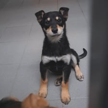 <p>Aktualnie we wrocławskim schronisku przebywa także 12 maluszk&oacute;w. Wszystkie są urocze, ale każdy potrzebuje sporej uwagi i głaskanka. Jedna ekipa trafiła do schroniska jako znaleziona, a drugą grupę szczeniąt oddał właściciel. Maluchy są obecnie na kwarantannie. &ndash; Osoby myślące o adopcji szczeniaka zapraszamy do schroniska, gdzie można maluchy poznać, porozmawiać z ich opiekunką i złożyć ankietę na wybranego psiaka &ndash; m&oacute;wi Ola Cukier z wrocławskiego schroniska dla zwierząt.</p>
