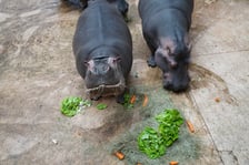 <p>Hipopotamice nilowe podczas Dnia Hipopotama w zoo Wrocław dostały torty warzywne</p>