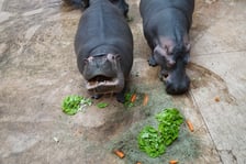 <p>Hipopotamice nilowe podczas Dnia Hipopotama. Jak widać tort z dodtakiem sałaty i marchewki bardzo im smakował</p>