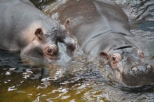 <p>Hipopotamice nilowe w zoo Wrocław według tradycji noszą imiona związane z tańcem</p>
