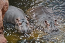 <p>Hipopotamice nilowe w zoo Wrocław</p>