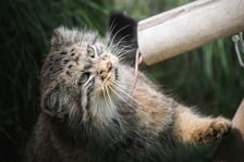 <p>Manul podczas karmienia w zoo.&nbsp;Manule to bardzo mało poznane, małych rozmiar&oacute;w kotowate, żyjące w naturze na stepach i w g&oacute;rach centralnej Azji.&nbsp;</p>