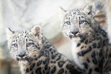<p>Młode pantery śnieżne z wrocławskiego zoo.&nbsp;Przepiękne futro chroniące pantery śnieżne, czyli irbisy przed surowym klimatem stało się ich największym przekleństwem w naturze.&nbsp;</p>