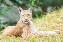 <p>Ryś Juno z zoo Wrocław. Bardzo trudno jest zobaczyć rysia w naturze, gdyż jest aktywny gł&oacute;wnie nocą i unika kontaktu z człowiekiem.&nbsp;</p>
<p>&nbsp;</p>
<p>&nbsp;</p>