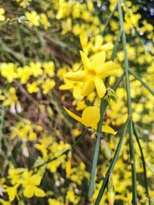 Kwiaty w Ogrodzie Botanicznym - luty