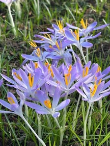 <p>Pierwsze krokusy w Ogrodzie Botanicznym - luty</p>