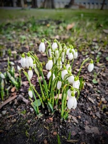 <p>Przebiśniegi w Ogrodzie Botanicznym - luty</p>