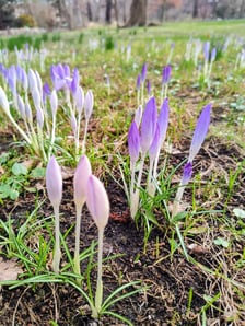 Kwiaty w Ogrodzie Botanicznym - luty