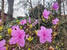 Kwiaty w Ogrodzie Botanicznym - luty