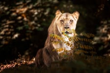 Lwica Okavango ma już 16 lat i 7 miesięcy, co jest sędziwym wiekiem dla lwów w zoo