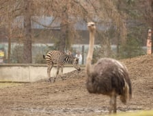 Mały Bali na zewnętrznym wybiegu, zwanym wybiegiem Sawanny, gdzie są również strusie