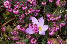 <p>Kwiaty w Ogrodzie Botanicznym</p>