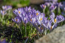 <p>Krokusy</p>